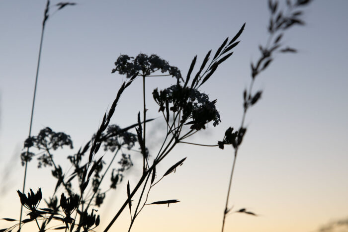 blommor-i-siluett