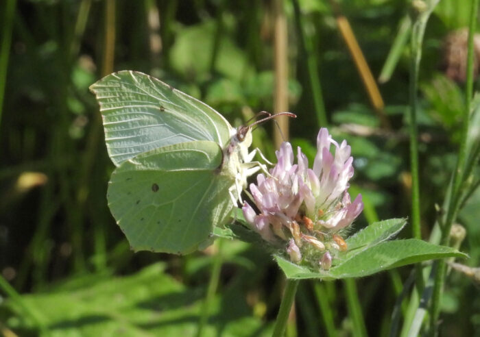 fjäril på klöverblomma