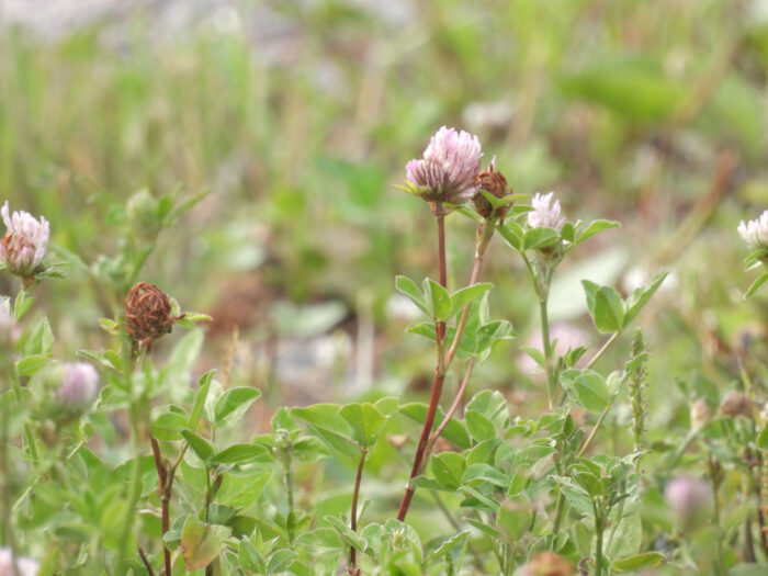 klöverblommor
