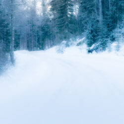 Dimmig vinterskog dimmig vinterskog