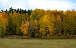 Höstlandskap höstlandskap