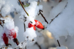 Nypon i snö nypon i snö
