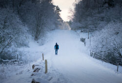 Vinterskog vinterskog