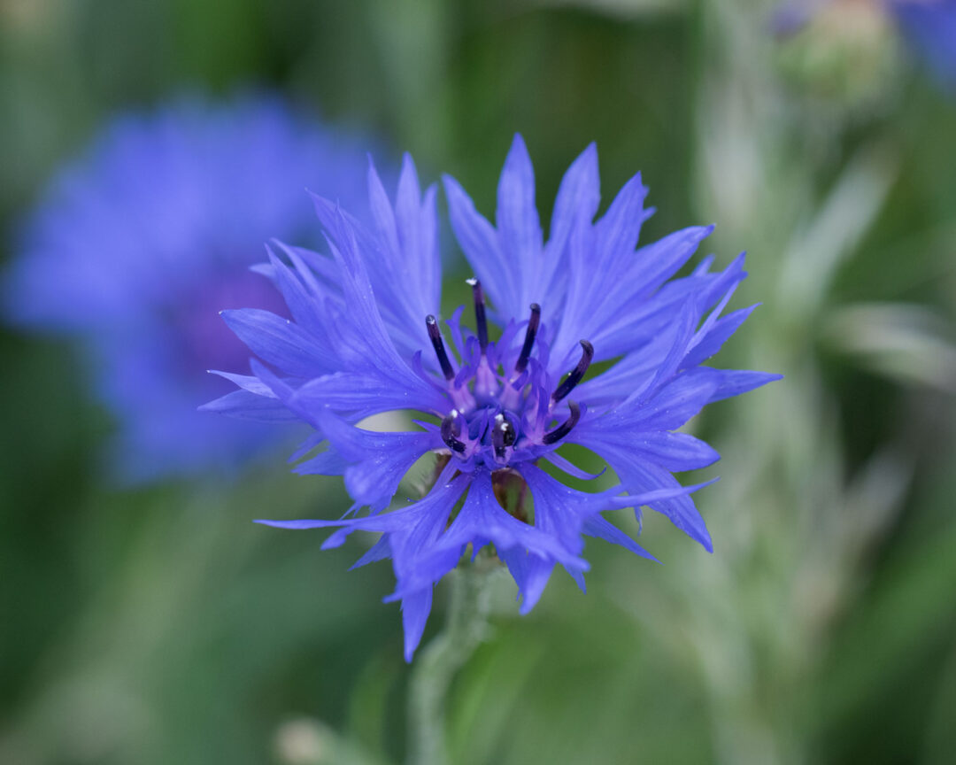 Blåklint - Östergötlands landskapsblomma blåklint