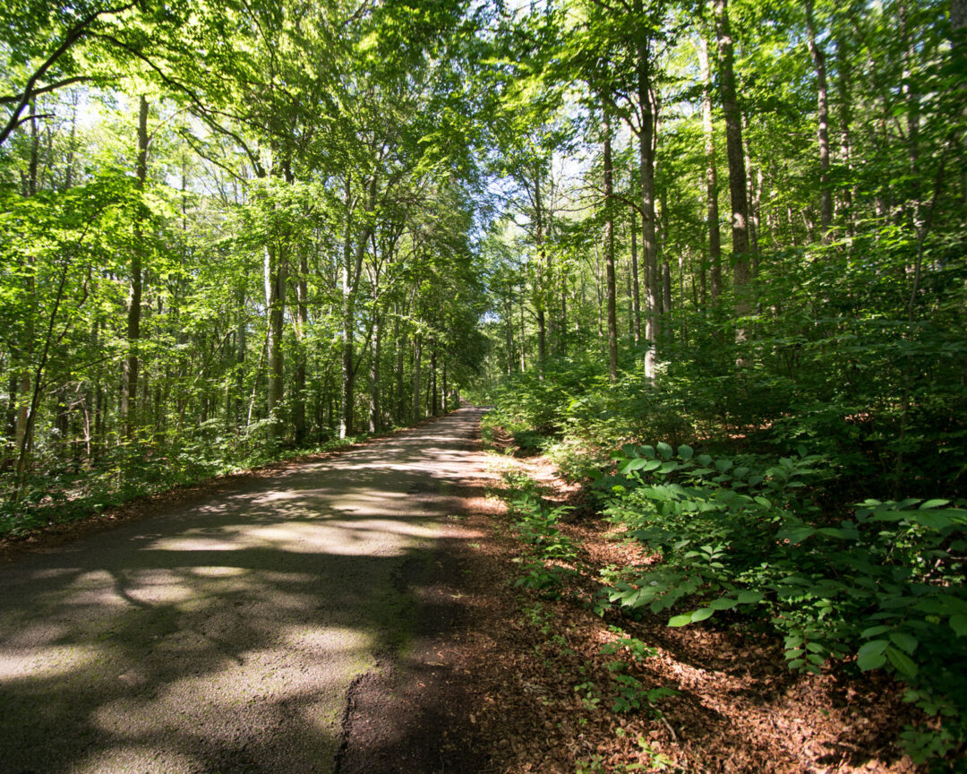 Bokskogen på Omberg bokskogen på omberg