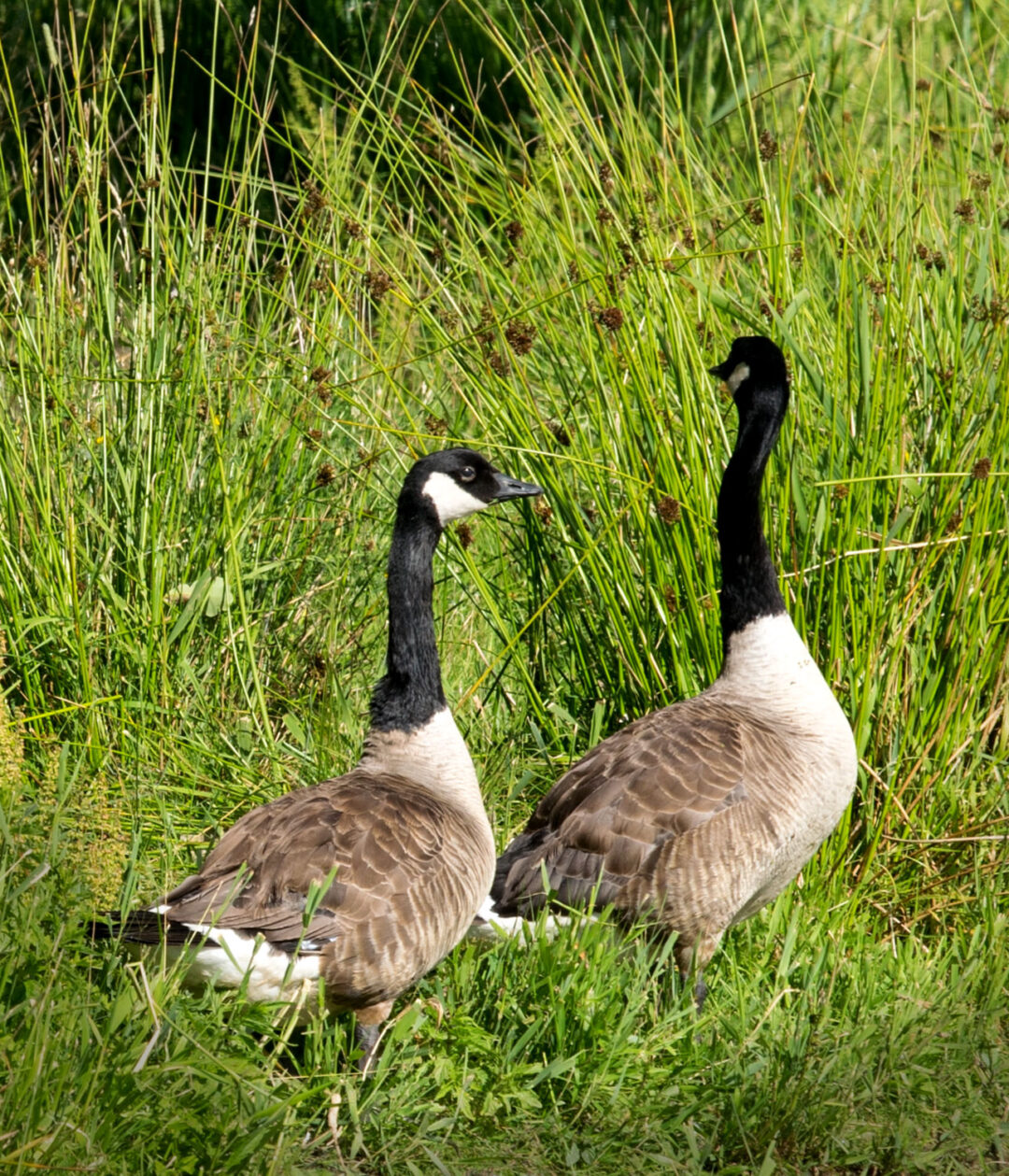 Kanadagäss kanadagäss