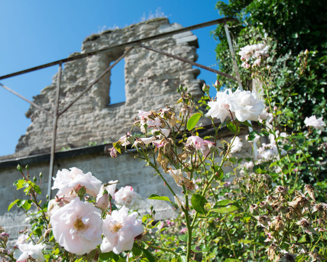 Rosor vid Alvastra klosterruin rosor vid alvastra klosterruin