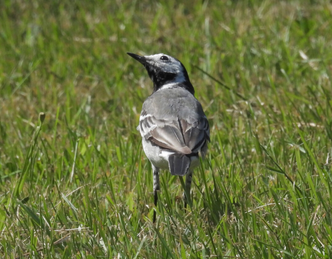 Sädesärla sädesärla