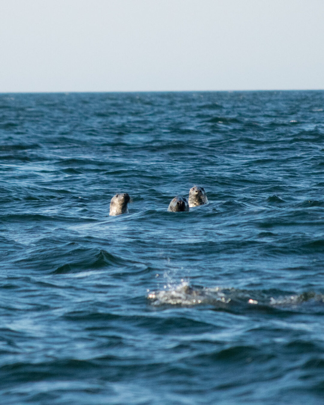 Sälar i Östersjön sälar i östersjön