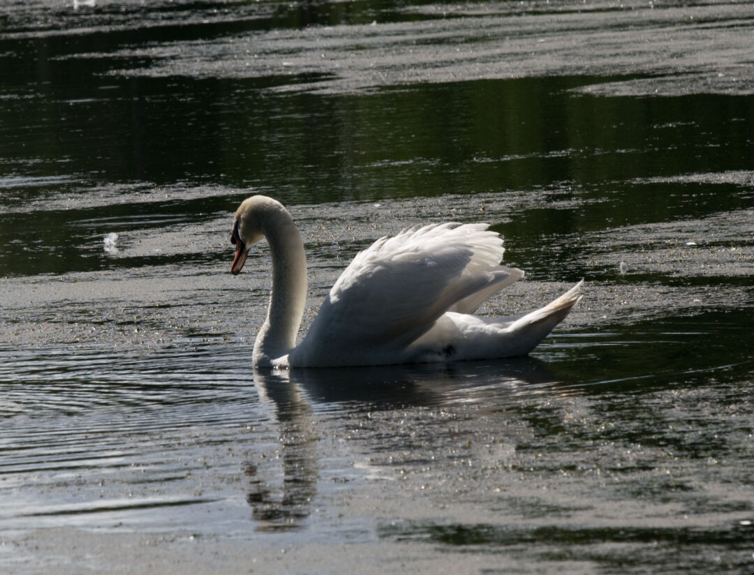 Svan i kvällsljus svan i kvälljus